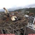 17_15-nest.jpg