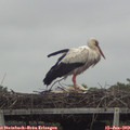 17_20-mast.jpg