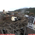 17_20-nest.jpg
