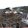 17_25-nest.jpg