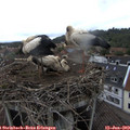 17_30-nest.jpg