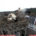 17_35-nest.jpg