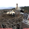 17_45-nest.jpg