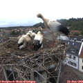 17_50-nest.jpg