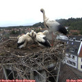 17_55-nest.jpg
