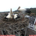 18_00-nest.jpg