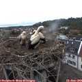 18_10-nest.jpg