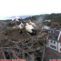 18_15-nest.jpg