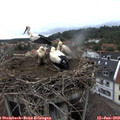 18_20-nest.jpg