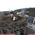 18_25-nest.jpg