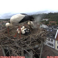 18_30-nest.jpg