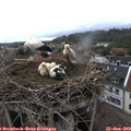18_35-nest.jpg