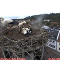 18_40-nest.jpg