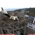 18_45-nest.jpg