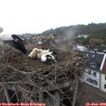 18_50-nest.jpg