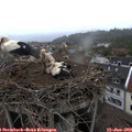 18_55-nest.jpg