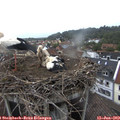 19_00-nest.jpg