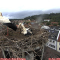 19_05-nest.jpg