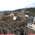19_10-nest.jpg