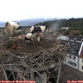 19_15-nest.jpg