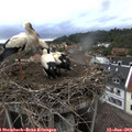 19_20-nest.jpg