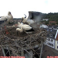 19_25-nest.jpg