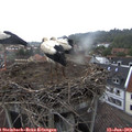 19_30-nest.jpg