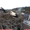 19_35-nest.jpg