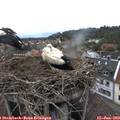 19_40-nest.jpg