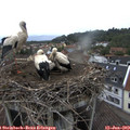 19_45-nest.jpg
