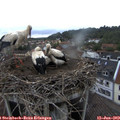 19_50-nest.jpg