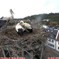 19_55-nest.jpg