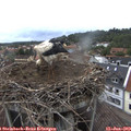 20_00-nest.jpg