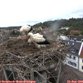 20_05-nest.jpg