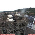 20_10-nest.jpg