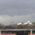 20_15-mast.jpg