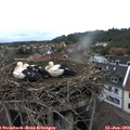 20_15-nest.jpg