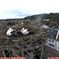 20_20-nest.jpg
