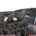 20_25-nest.jpg