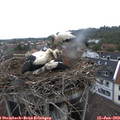20_30-nest.jpg