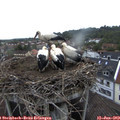 20_35-nest.jpg