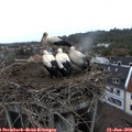 20_40-nest.jpg