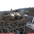 20_45-nest.jpg