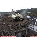 20_50-nest.jpg