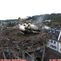 20_55-nest.jpg