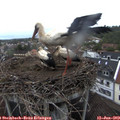 21_00-nest.jpg