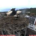 21_05-nest.jpg