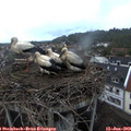 21_10-nest.jpg