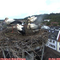 21_15-nest.jpg