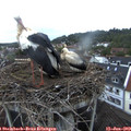 21_20-nest.jpg